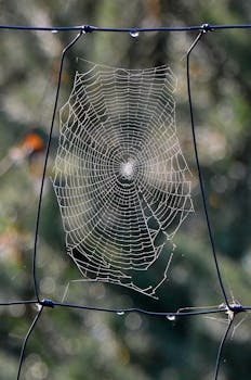 A close-up of a spider web with dewdrops on a blurred outdoor background.